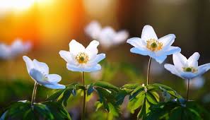 Attēlu rezultāti vaicājumam “Anemone sylvestris flower”