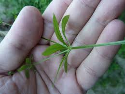 Attēlu rezultāti vaicājumam “Galium triflorum fruit”
