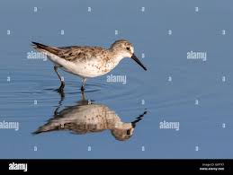 Image result for Calidris pusilla