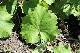 Attēlu rezultāti vaicājumam “Tussilago farfara leaf”