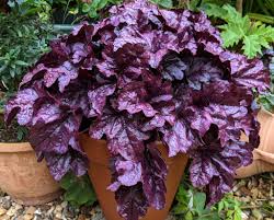 Image result for HEUCHERA americana 'Palace Purple Auslese'