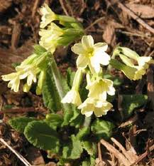 Attēlu rezultāti vaicājumam “Primula elatior flower”