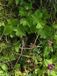 Attēlu rezultāti vaicājumam “Alchemilla subcrenata  flower”