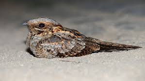 Image result for Caprimulgus ruficollis