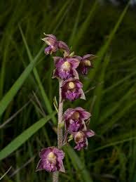 Attēlu rezultāti vaicājumam “Epipactis atrorubens flower”
