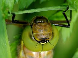 Attēlu rezultāti vaicājumam “Aeshna isoceles”