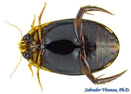 Attēlu rezultāti vaicājumam “Dytiscidae”