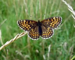 Attēlu rezultāti vaicājumam “Mellicta athalia”