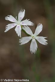 Attēlu rezultāti vaicājumam “Dianthus arenarius”