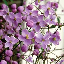 Attēlu rezultāti vaicājumam “Thalictrum”