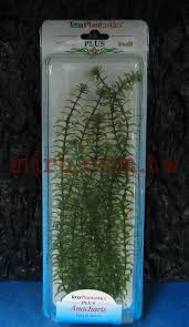 「水蘊草」的圖片搜尋結果