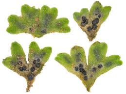 Attēlu rezultāti vaicājumam “Riccia glauca”