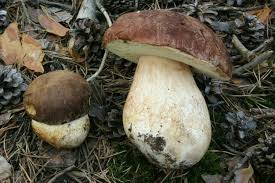 Attēlu rezultāti vaicājumam “Boletus pinophilus”