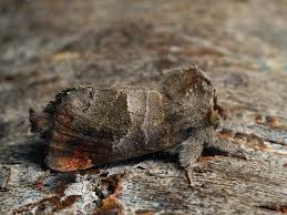 Attēlu rezultāti vaicājumam “Clostera pigra”