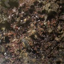 Attēlu rezultāti vaicājumam “Leptogium lichenoides”