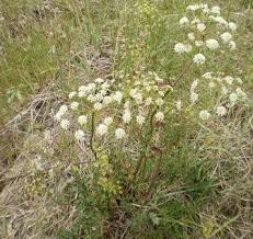Attēlu rezultāti vaicājumam “Peucedanum oreoselinum leaf”
