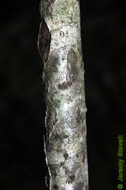 Attēlu rezultāti vaicājumam “Collaria arcyrionema stalked”