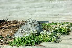 Attēlu rezultāti vaicājumam “Larus argentatus nest”