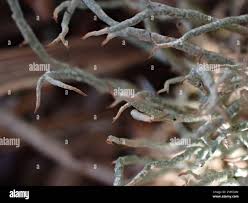 Attēlu rezultāti vaicājumam “Cladonia ciliata”