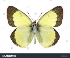 Attēlu rezultāti vaicājumam “Colias palaeno male”