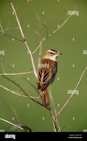 Attēlu rezultāti vaicājumam “Acrocephalus schoenobaenus”