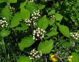 Attēlu rezultāti vaicājumam “Crataegus macracantha fruit”