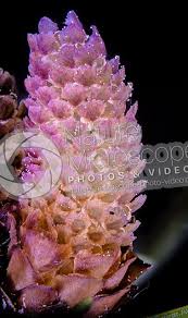 Attēlu rezultāti vaicājumam “Picea abies male flower”