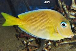 Image result for Acanthurus coeruleus