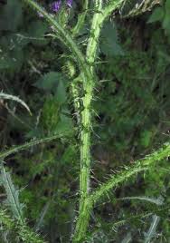 Attēlu rezultāti vaicājumam “Cirsium palustre leaf”