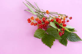 Attēlu rezultāti vaicājumam “Rubus saxatilis fruit”