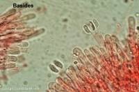 Attēlu rezultāti vaicājumam “Phlebia rufa”