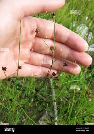 Attēlu rezultāti vaicājumam “Juncus alpinoarticulatus”