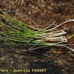 Attēlu rezultāti vaicājumam “Isoetes echinospora leaf”