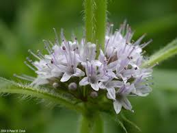 Attēlu rezultāti vaicājumam “Mentha arvensis”
