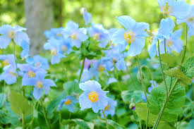 Image result for Meconopsis betonicifolia