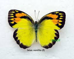 Attēlu rezultāti vaicājumam “Pieridae”