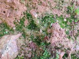 Attēlu rezultāti vaicājumam “Pogonatum nanum”