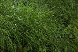 Attēlu rezultāti vaicājumam “Melica nutans”