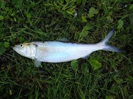 Image result for Alosa chrysochloris