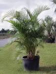 <b>Areca</b> Palm