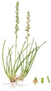 Attēlu rezultāti vaicājumam “Juncaginaceae”