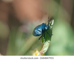 Attēlu rezultāti vaicājumam “Zicrona caerulea”