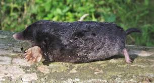 Attēlu rezultāti vaicājumam “Talpa europaea”