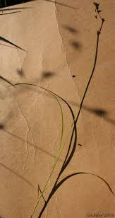 Attēlu rezultāti vaicājumam “Carex disperma”