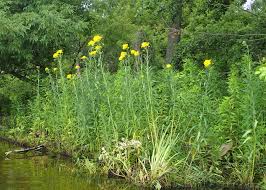 Attēlu rezultāti vaicājumam “Jacobaea paludosa”