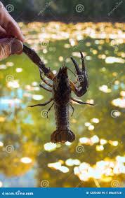 Attēlu rezultāti vaicājumam “Astacus leptodactylus”