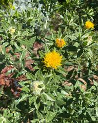 Image result for Carthamus tinctorius