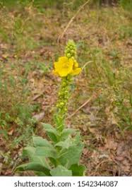 Attēlu rezultāti vaicājumam “Verbascum densiflorum”