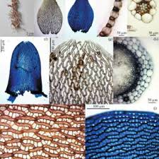 Attēlu rezultāti vaicājumam “Physarum psittacinum”