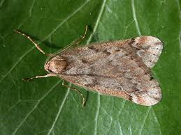 Attēlu rezultāti vaicājumam “Alsophila aescularia”